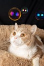 View of brown and white british shorthair cat lying down, looking at some soap bubbles, on black background Royalty Free Stock Photo