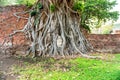 Buddha head in tree roots in ruins of Wat Mahathat temple. Ayutthaya, Thailand Royalty Free Stock Photo