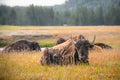 Buffalo on the open range in Yellowstone National Park