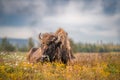 Buffalo on the open range in Yellowstone National Park