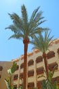 View of building of resort with palm trees. Egyptian resort. Tropical holidays