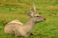 Animals in Captivity - Bukhara Deer