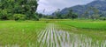 View of the Bukit Barisan Forest and Rice Plants Royalty Free Stock Photo