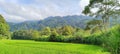 View of the Bukit Barisan Forest and Rice Plants Royalty Free Stock Photo