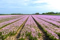 View of the bulb base with pink flowers, as they look in the spring in the north of Holland
