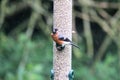 A view of a Bullfinch