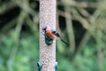 A view of a Bullfinch