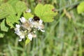 Pollinator with Pollen Baskets on Wild Raspberry Flower in West Central Scotland