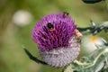 View of a bumble bee on a thistle in the European Alps on the Austrian Italian border