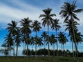 View bunch of coconut tree in malaysia