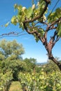 View of a bunch of grapes in a vineyard fields