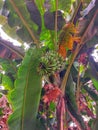 the view of a bunch of green bananas growing in the tree Royalty Free Stock Photo