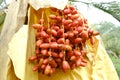 A view of bunches of fresh red dates palm. Royalty Free Stock Photo