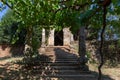 View of a bunches of grapes still green, vineyards on top at the path, old stone pillars and stairs, typically Mediterranean