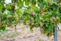 View of bunches of green grapes hanging from the plant at the vineyard Royalty Free Stock Photo