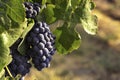 View of bunches of ripe wine grapes in green leaves in the vineyard. Selective focus. Royalty Free Stock Photo