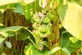 View of bundle green raw banana