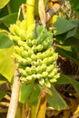 View of bundle green raw banana