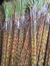 Bundles of sugar cane stalks tied together and stored Royalty Free Stock Photo