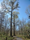 Burden Woods Park in Baton Rouge