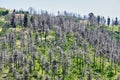 Blackened Tree Trunks After 2021 Evia Greek Island Bushfires