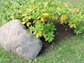 View of bushe with green and yellow leaves, stone in the park, Tallinn