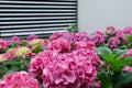 View of the bushes of pink hydrangea against the background of a gray building Royalty Free Stock Photo