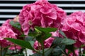 View of the bushes of pink hydrangea against the background of a gray building Royalty Free Stock Photo