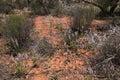 View of bushland with flowering pink mulla-mulla wildflowers Royalty Free Stock Photo