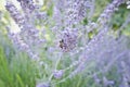 The busy bee working on the purple flowers Royalty Free Stock Photo