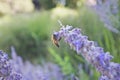 The busy bee hanging on the purple flowers edge Royalty Free Stock Photo