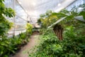 View of the butterfly garden at the Insectarium Royalty Free Stock Photo