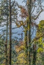 View of BuÃÂ§aco palace tower in the middle of trees Royalty Free Stock Photo