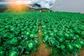 View of cabbage farm and village during sunrise and cloud in raining season at Phu Thap Boek, Phetchabun province, Thailand