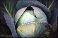 ARTISTIC EFFECT ON CABBAGE HEAD