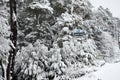 View of cable car and snowy forest on the Bayo Hill Cerro Bayo in Villa La Angostura, Argentine Patagonia