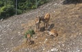 View from cableway on the family deer in Safari pair Gelendzhik