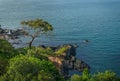 Tree on the rock along the sea