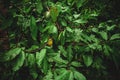 View of cacao fruits hanging in a cacao tree. Yellow color cocoa fruit also known as Theobroma cacao.Focus set on green fruit Royalty Free Stock Photo