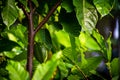 View of cacao fruits hanging in a cacao tree. Yellow color cocoa fruit also known as Theobroma cacao Royalty Free Stock Photo