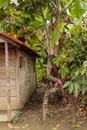 A view of a cacao tree, plantation near Baracoa - Cuba