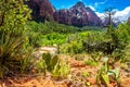 Cactus in front of Virgin River in Zion national park, Utah Royalty Free Stock Photo