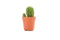 Cactus isolated on a white background