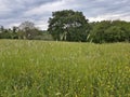 View of the Caffarella park, in Rome.  Spikes and trees in the spring Royalty Free Stock Photo