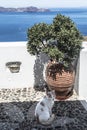View of the caldera from the balcony on which the cat sits. Fira, Santorini,