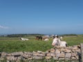 View Caldey Island Wales Royalty Free Stock Photo