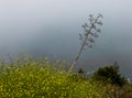 A View of the California Coastline along State Road 1 Royalty Free Stock Photo