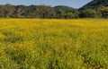 View of California meadow covered by yellow wild flowers.