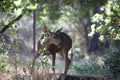 View of the California mule deer in the forest