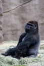 View of a Calm and Peace on Western Lowland Gorillas Face in Captivity